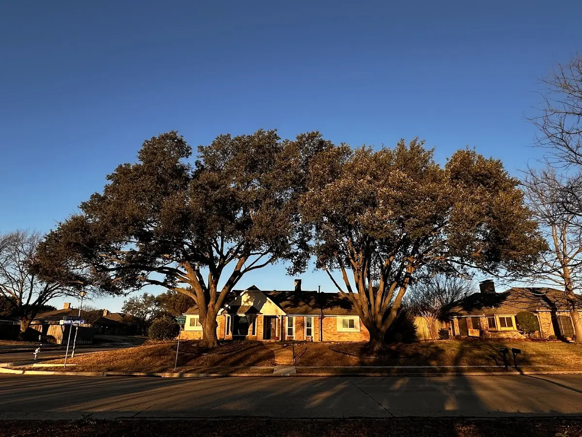Established residential canopy tree shading a home in Mechanicsville